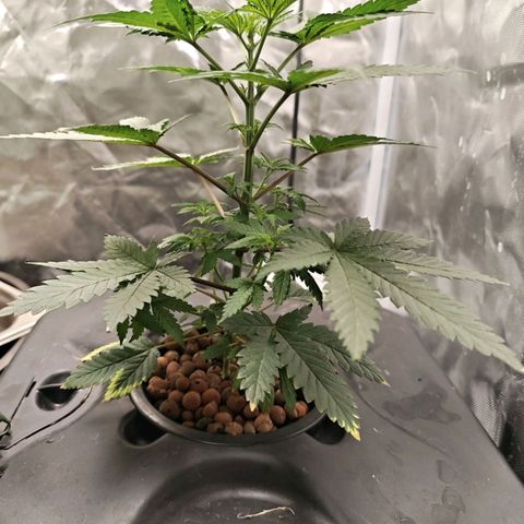 Cosmic Cheddar F1 growlog timeline photo