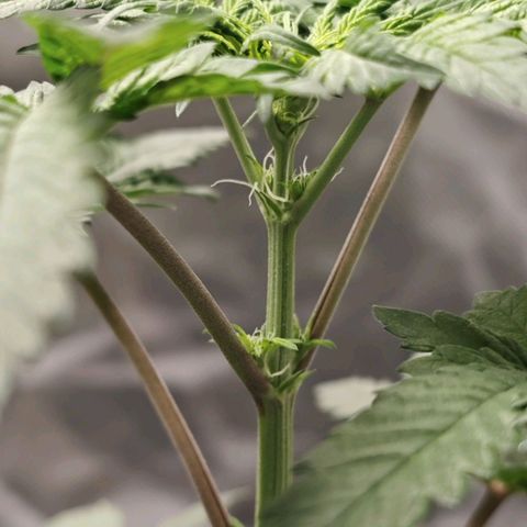 Cosmic Cheddar F1 growlog timeline photo