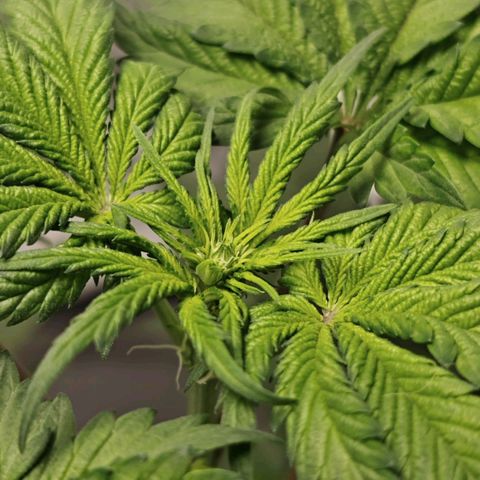 Cosmic Cheddar F1 growlog timeline photo
