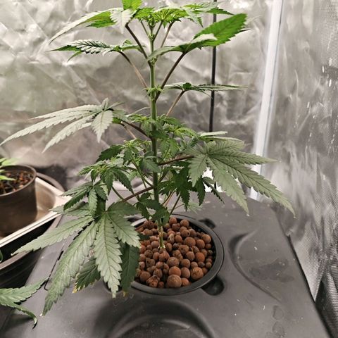 Cosmic Cheddar F1 growlog timeline photo