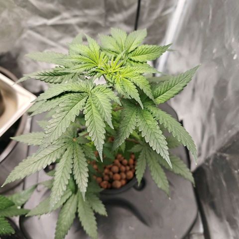 Cosmic Cheddar F1 growlog timeline photo