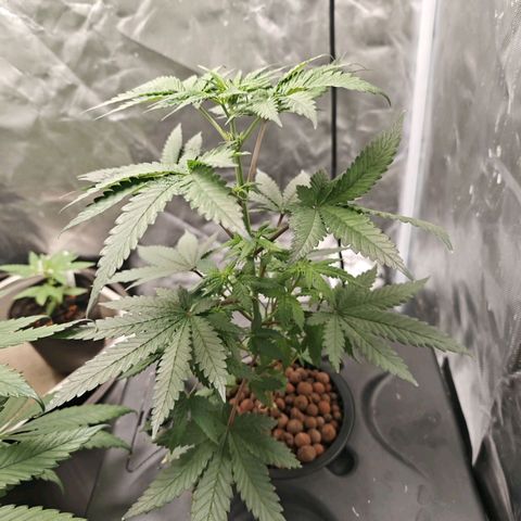 Cosmic Cheddar F1 growlog timeline photo