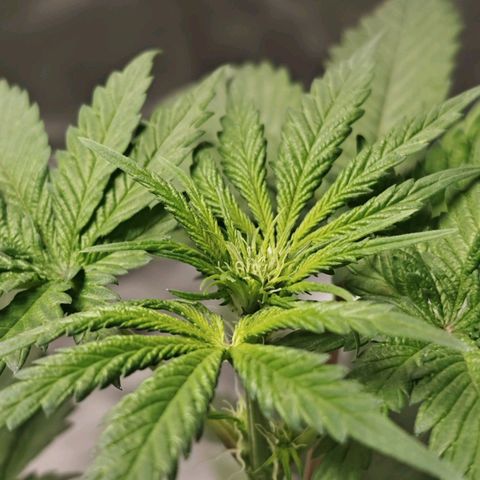 Cosmic Cheddar F1 growlog timeline photo