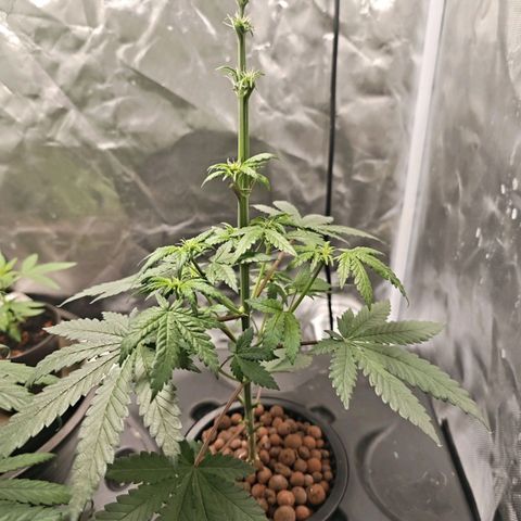 Cosmic Cheddar F1 growlog timeline photo