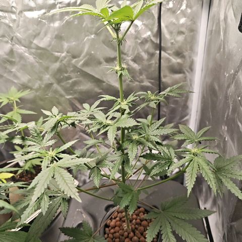 Cosmic Cheddar F1 growlog timeline photo