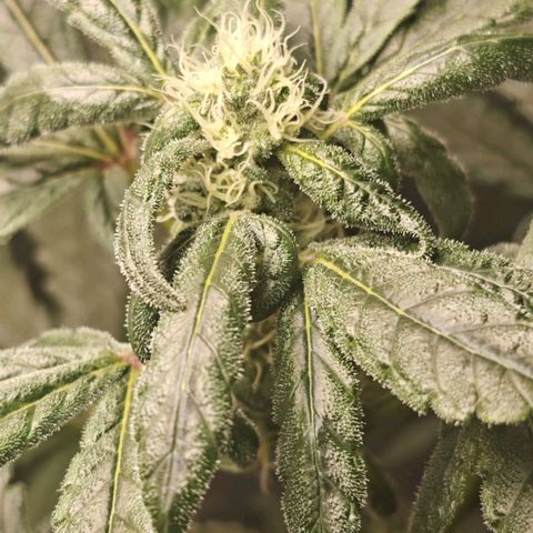 Cosmic Cheddar F1 growlog timeline photo