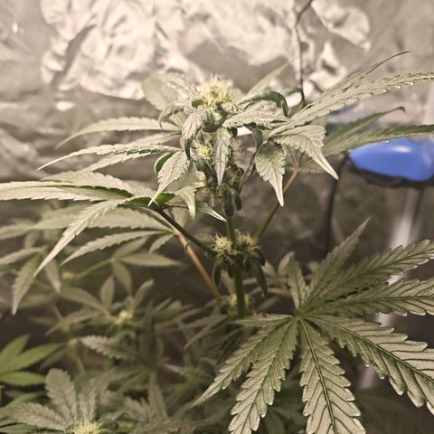 Cosmic Cheddar F1 growlog timeline photo