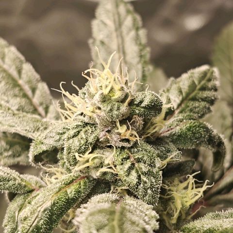 Cosmic Cheddar F1 growlog timeline photo