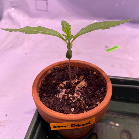 Sour Diesel growlog timeline photo