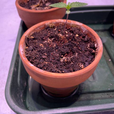 Mochalope growlog timeline photo