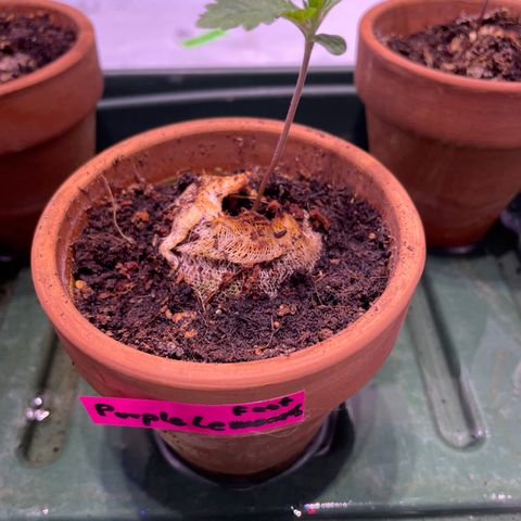 Purple Lemonade FF growlog timeline photo