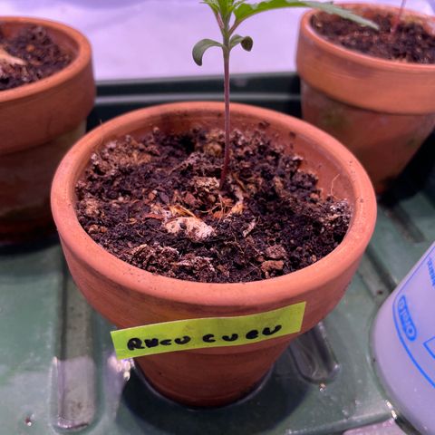 Rucu Cucu  growlog timeline photo