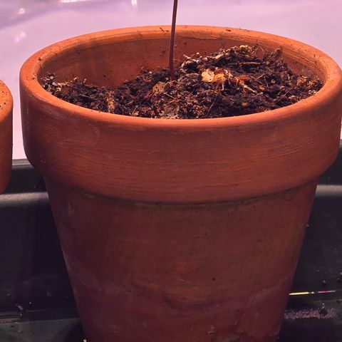 Rucu Cucu  growlog timeline photo