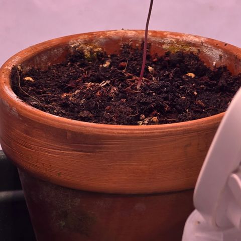 Mochalope growlog timeline photo