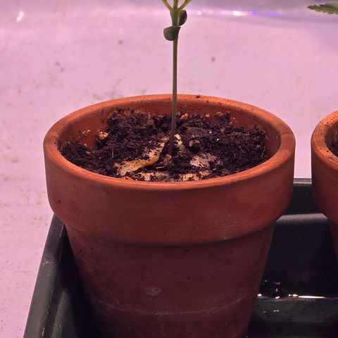 Sour Diesel growlog timeline photo