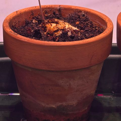 Purple Lemonade FF growlog timeline photo