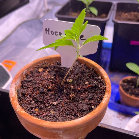 Mochalope growlog timeline photo