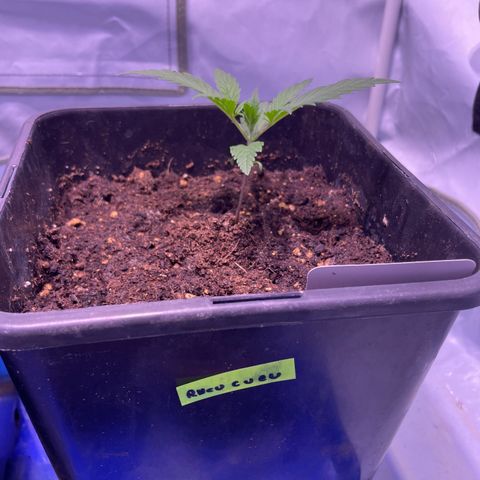 Rucu Cucu  growlog timeline photo