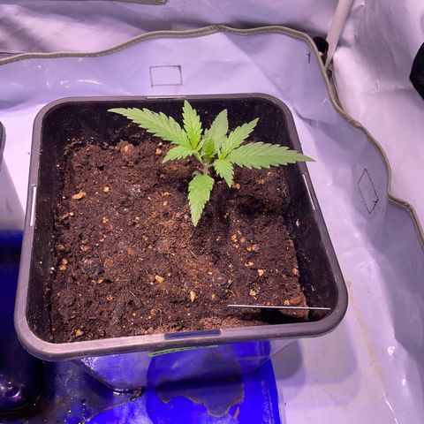 Rucu Cucu  growlog timeline photo