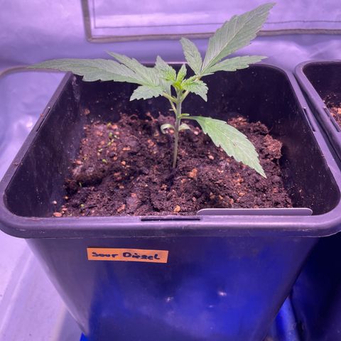 Sour Diesel growlog timeline photo
