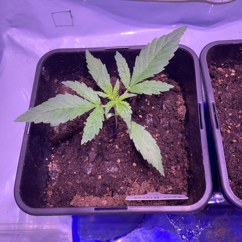Sour Diesel growlog timeline photo