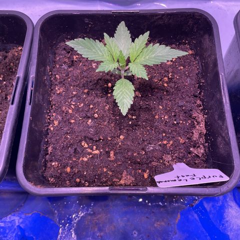 Purple Lemonade FF growlog timeline photo