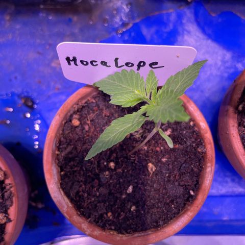 Mochalope growlog timeline photo