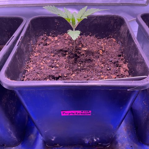 Purple Lemonade FF growlog timeline photo