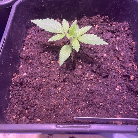 Mochalope growlog timeline photo