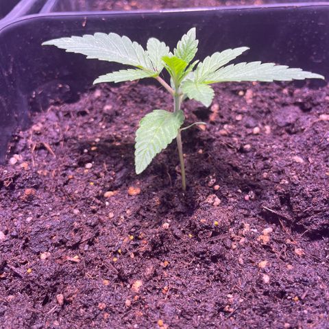 Mochalope growlog timeline photo