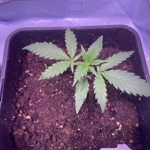 Rucu Cucu  growlog timeline photo