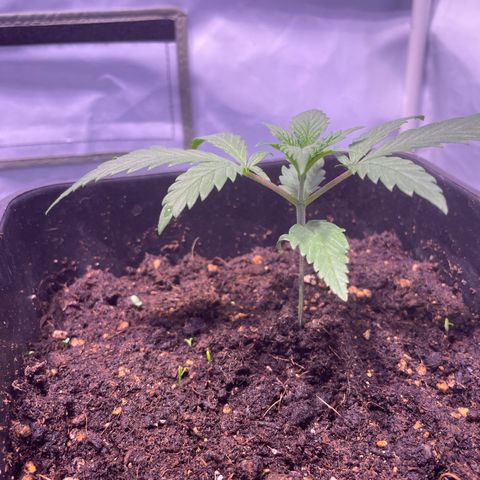 Rucu Cucu  growlog timeline photo