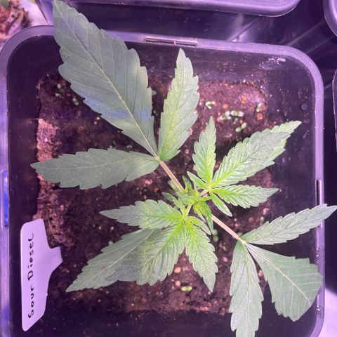 Sour Diesel growlog timeline photo