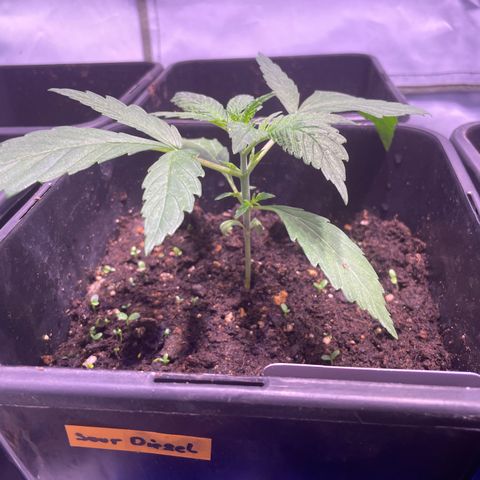 Sour Diesel growlog timeline photo