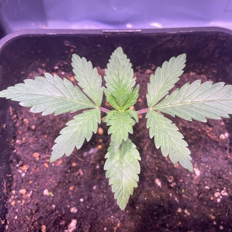 Purple Lemonade FF growlog timeline photo