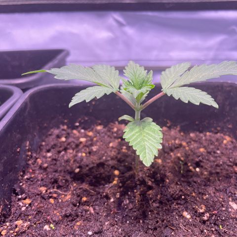 Purple Lemonade FF growlog timeline photo