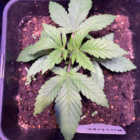 Mochalope growlog timeline photo