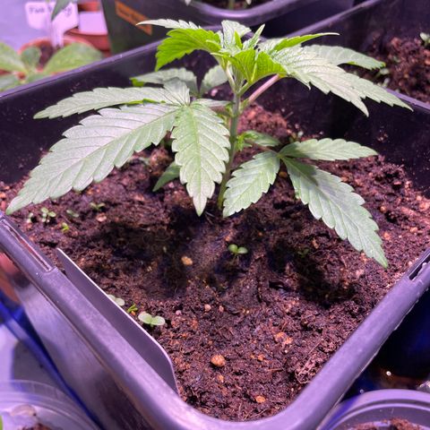 Mochalope growlog timeline photo