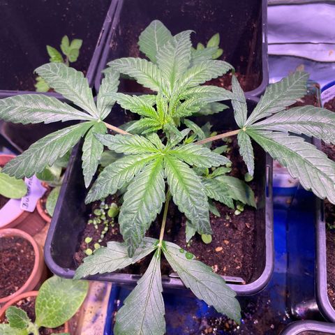 Sour Diesel growlog timeline photo