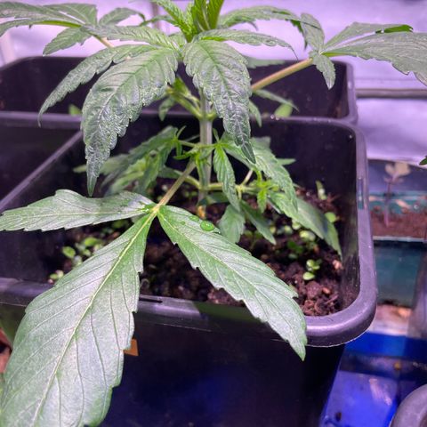 Sour Diesel growlog timeline photo