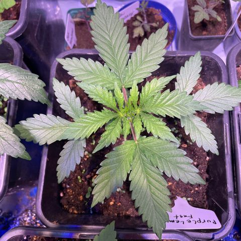 Purple Lemonade FF growlog timeline photo