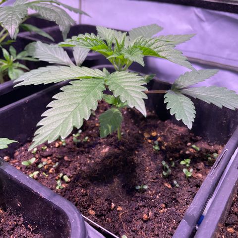 Purple Lemonade FF growlog timeline photo