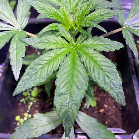 Sour Diesel growlog photo: Trocken und dunkelgrün an den Blattspitzen