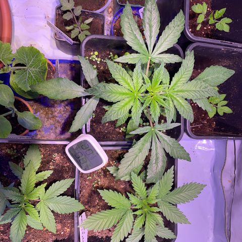 Sour Diesel growlog photo: Trocken und dunkelgrün an den Blattspitzen