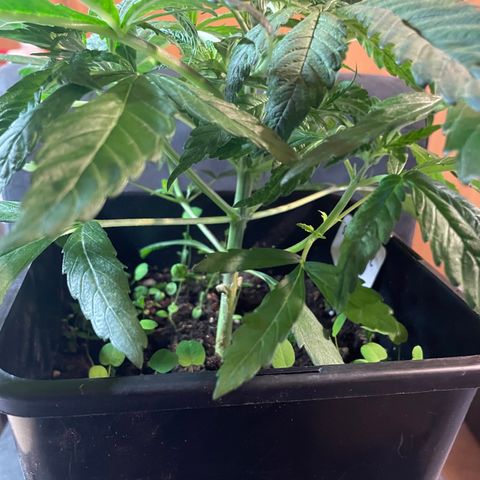 Sour Diesel growlog photo: Vor Toping