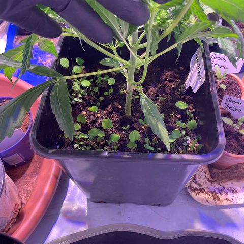 Sour Diesel growlog photo: Vor Toping