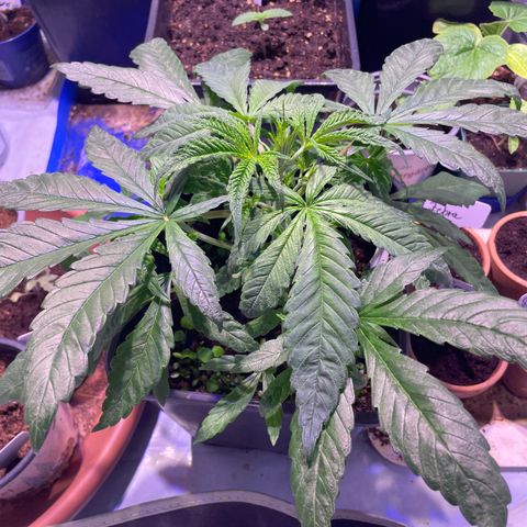 Sour Diesel growlog photo: Vor Toping
