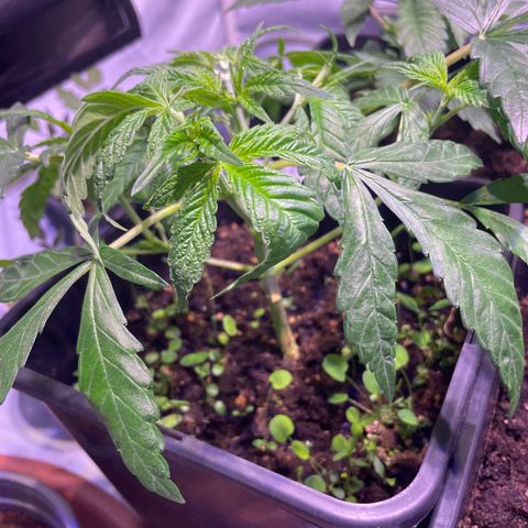 Sour Diesel growlog photo: Nach Topping und Laubbeschnitt