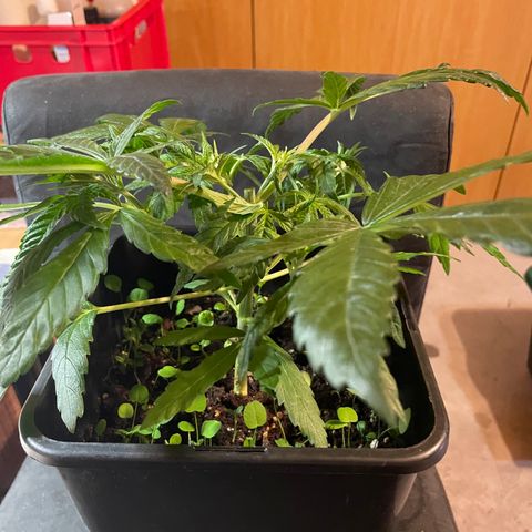 Sour Diesel growlog photo: Nach Topping und Laubbeschnitt