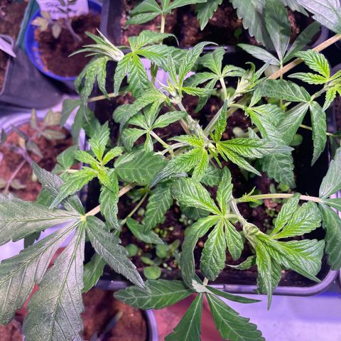 Sour Diesel growlog photo: Nach Topping und Laubbeschnitt